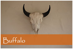 Buffalo Steer art
