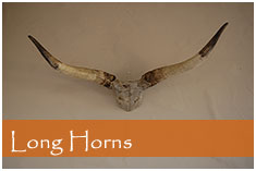 Long Horns art