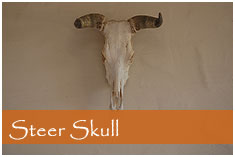 Steer Skull art