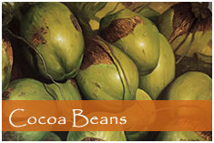 Painting of Cocoa beans